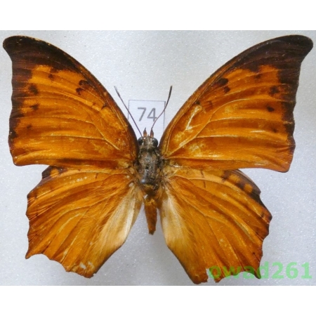Charaxes paphianus Ward, 1871 C.A.R.74